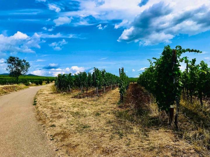 Le Clocher " Sous Les Combles" Parking Gratuit Beblenheim Exteriör bild